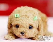 <b>茶杯犬能活多久 怎么养更长寿</b>