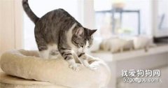 <b>为什么猫咪会有踩奶的行为?</b>