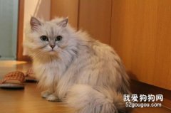 <b>布偶猫和金吉拉两种猫咪哪个好养?</b>