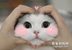 猫咪嘴巴上有黑东西是怎么了？