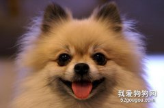 <b>博美犬有泪痕怎么办,如何去除?</b>