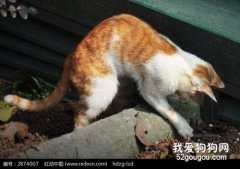 猫咪刨地是什么情况 就是在掩盖它的气味