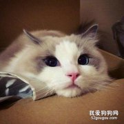 <b>布偶猫不能吃什么 有哪些应谨慎喂食的？</b>