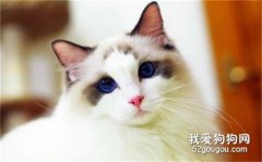 布偶猫掉毛严重是因为什么