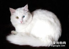 <b>波斯猫流眼泪怎么回事 这些原因你知道吗</b>