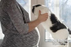 <b>孕妇养猫要注意什么 科学喂养预防弓形虫</b>