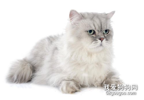 波斯猫可以活多少年 怎么延长猫咪的寿命