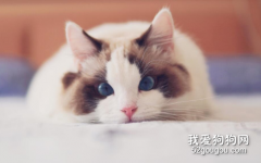 <b>布偶猫为什么这么粘人 布偶猫粘人的原因竟然是这样</b>