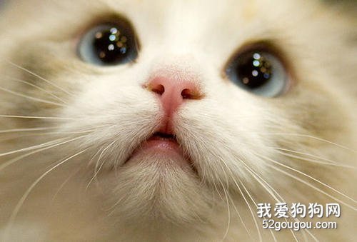 咬人的猫怎么纠正? 对待咬人的猫咪纠正训练