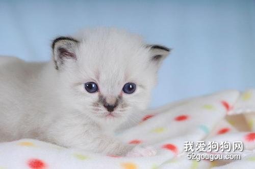 咬人的猫怎么纠正? 对待咬人的猫咪纠正训练