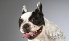 <b>法国斗牛犬可以顺产吗 难产如何快速解决</b>