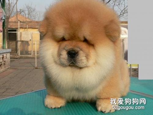 松狮犬瘟热怎么治疗?