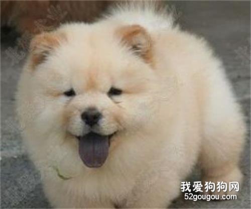 松狮犬瘟热怎么治疗?