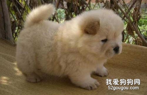 松狮犬瘟热怎么治疗?