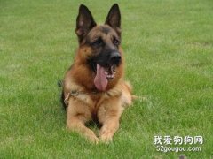 德国牧羊犬拉血 最好的解决方法就是先禁食一天