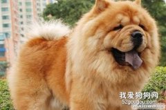 <b>松狮犬皮肤病什么症状？</b>