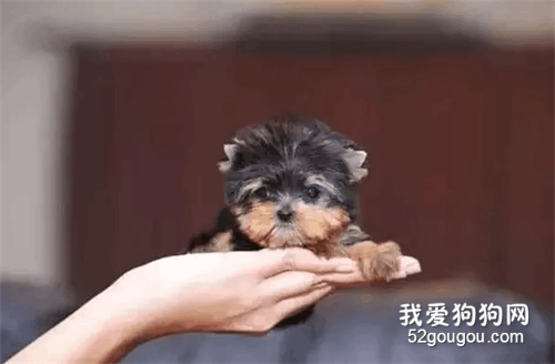 <b>茶杯犬×音爆火：它们可爱的背后，藏着无尽的心酸…</b>