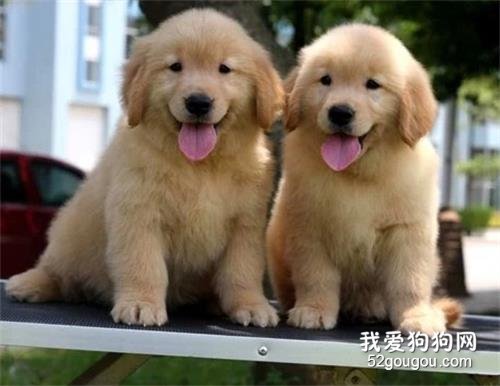 冬季狗狗容易得的疾病 都有些什么症状?