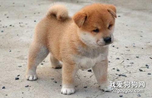 冬季狗狗容易得的疾病 都有些什么症状?