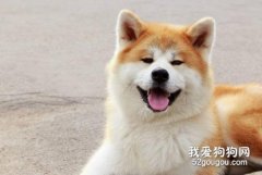 <b>秋田犬如何饲养 混搭是不错的选择！</b>