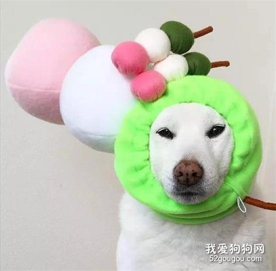 <b>可爱柴犬狗狗的百变美装</b>