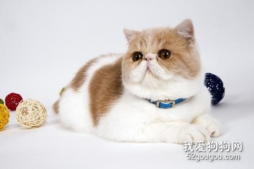 猫咪冬天饮食需要注意什么?