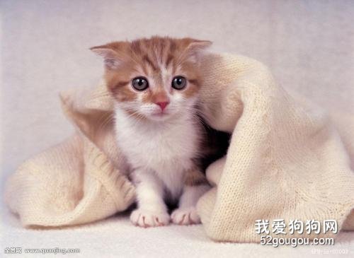 猫咪冬天饮食需要注意什么?