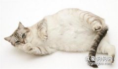 <b>猫咪怀孕可以吃营养膏吗?</b>