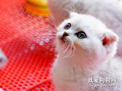 猫咪怀孕可以吃营养膏吗?