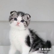 折耳猫怎么培育出来的 知道后你就会发现人类有多残忍！