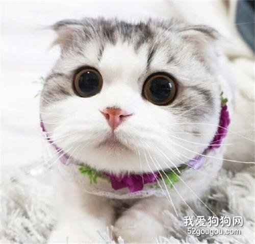 猫咪呕吐是怎么回事 猫咪呕吐的原因有哪些?