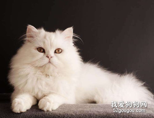 猫咪呕吐是怎么回事 猫咪呕吐的原因有哪些?