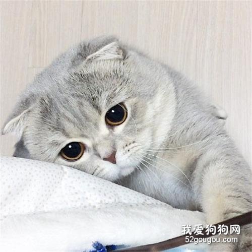 折耳猫呕吐是什么原因?