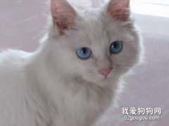 <b>波斯猫眼睛为什么颜色不一样?</b>