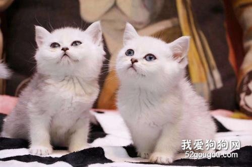 英国短毛猫有多少种颜色 五种常见的颜色你见过几种?