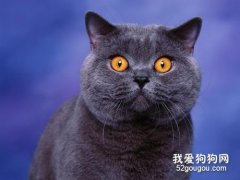 <b>英国短毛猫有多少种颜色 五种常见的颜色你见过几种？</b>