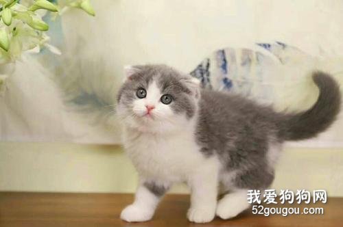 英国短毛猫有多少种颜色 五种常见的颜色你见过几种?