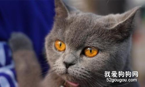 英国短毛猫有多少种颜色 五种常见的颜色你见过几种？