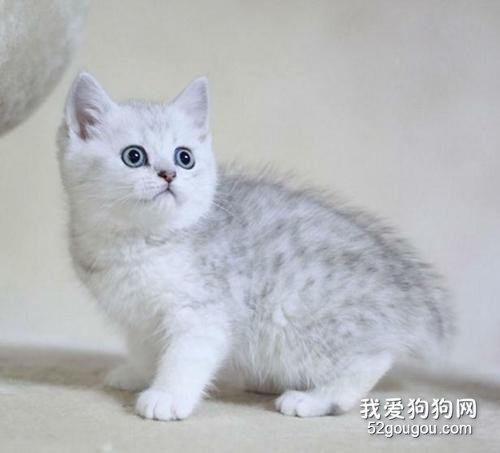 英国短毛猫有多少种颜色 五种常见的颜色你见过几种?