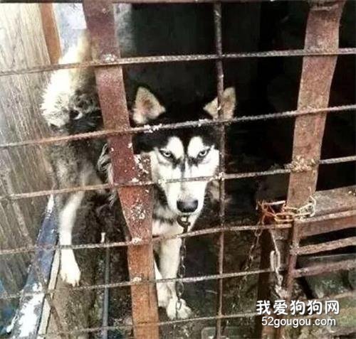 <b>二哈被关笼子里养，三年间从未踏出笼子一步，眼神足以证明一切！</b>
