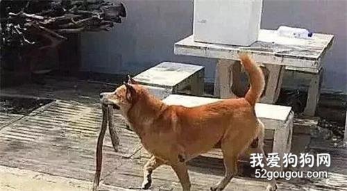 田园犬在院子里一直狂叫，主人受不了，出去一看被吓得脸色铁青