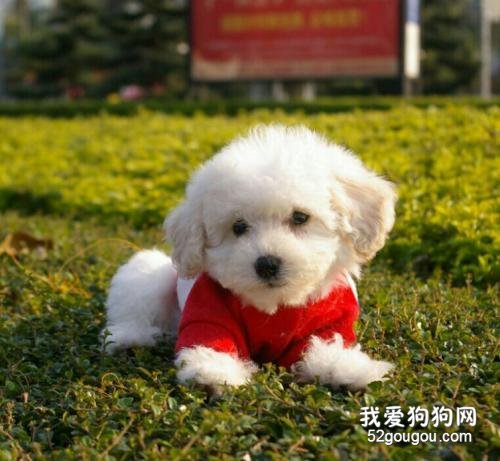 狗狗蛔虫症状有哪些 狗狗寄生虫要小心!