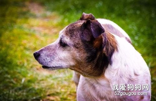 犬窝咳症状 冬季狗狗易发犬窝咳!