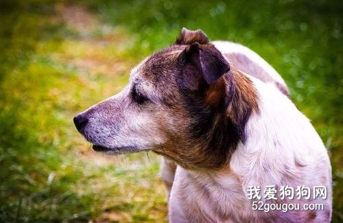 犬窝咳症状 冬季狗狗易发犬窝咳！