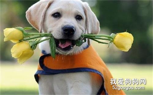 犬窝咳症状 冬季狗狗易发犬窝咳!