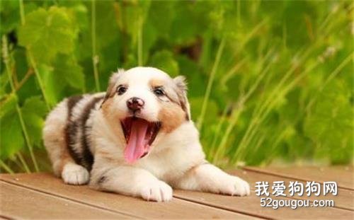 狗狗胸膜炎症状 胸膜炎可是不能自愈的哦!