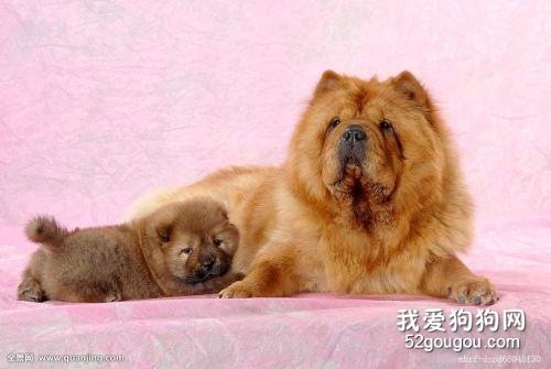 狗狗急性乳腺炎怎么办?