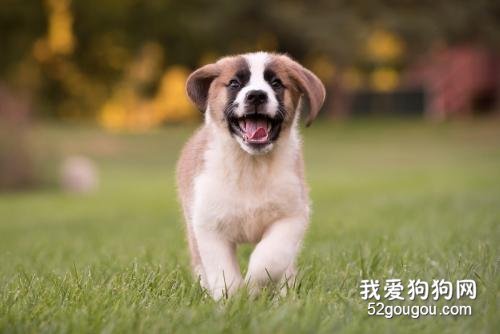 狗狗腹膜炎症状 狗狗腹膜炎怎么治疗?
