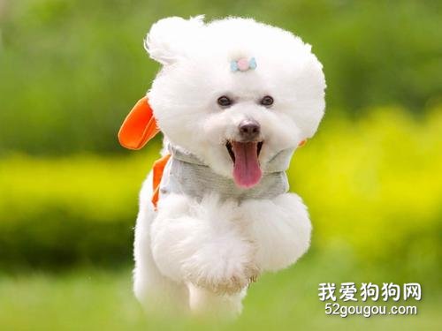 狗狗腹膜炎症状 狗狗腹膜炎怎么治疗?