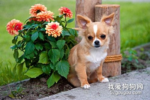 狗狗急性胰腺炎症状 胰腺炎可千万别耽误哦!
